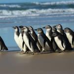 Rede de atendimento cuidará de pinguins resgatados no litoral brasileiro