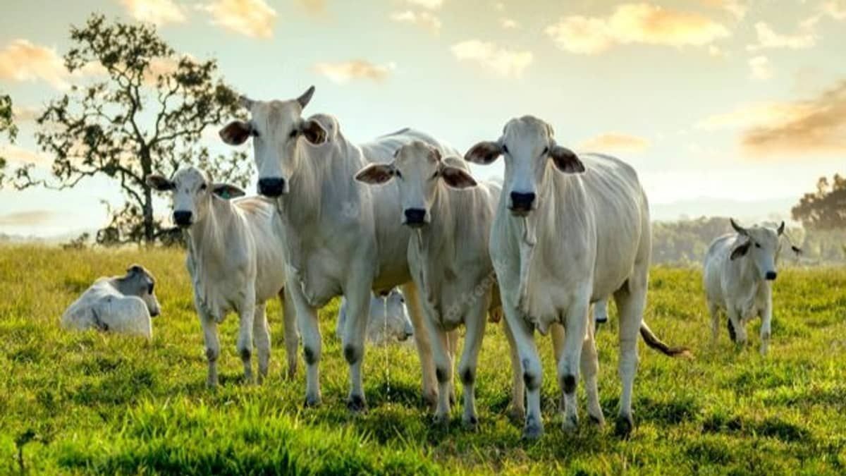 Organização Mundial de Saúde libera aviso de vaca louca atípica