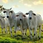 Organização Mundial de Saúde libera aviso de vaca louca atípica