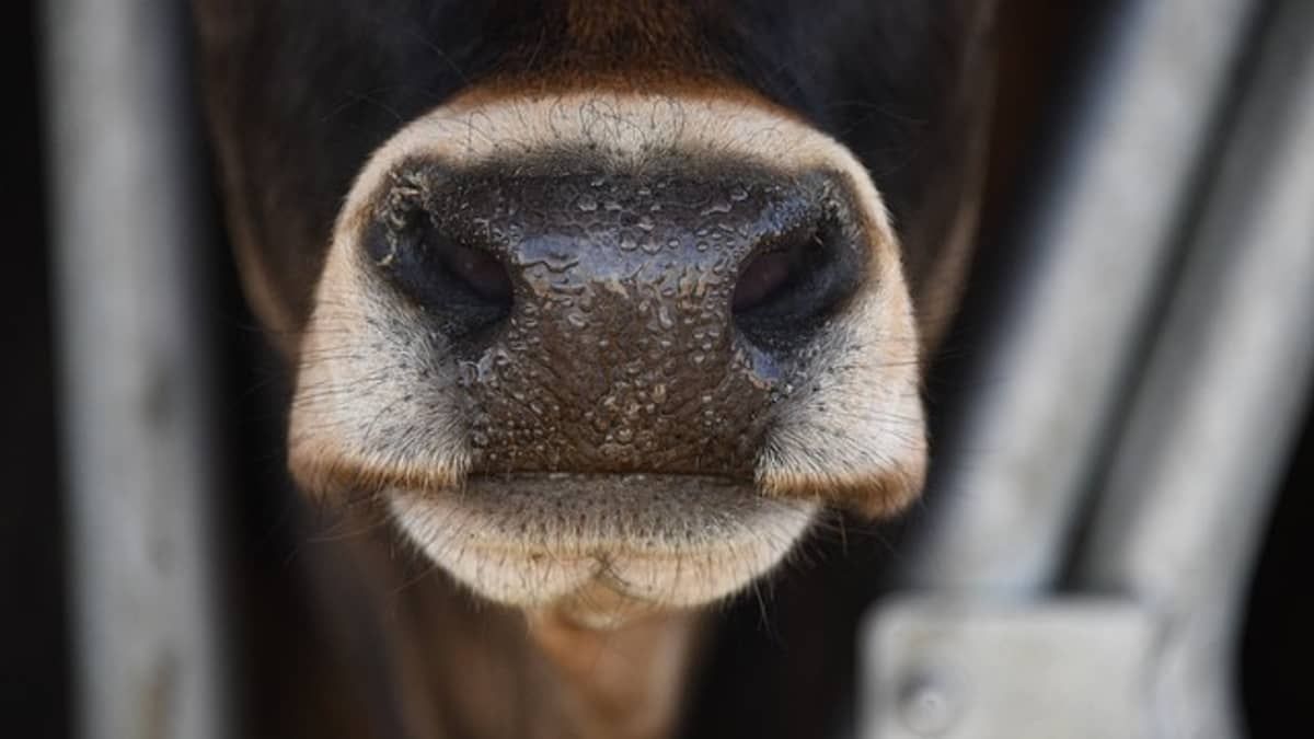 Mulher que chamou dona de vaca de 'velha pecuarista' é condenada à prisão