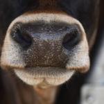 Mulher que chamou dona de vaca de 'velha pecuarista' é condenada à prisão