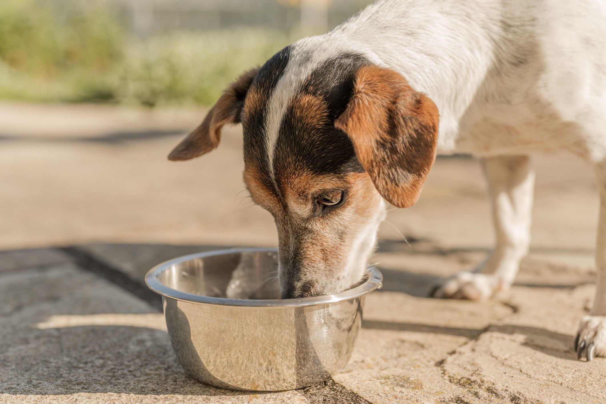 Cachorro pode comer sachê para gato?