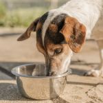 Secretário detalha metas da pasta do Bem-Estar Animal em Juiz de Fora