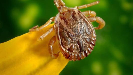 Potencial vacina contra febre maculosa visa controle do carrapato transmissor.