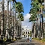 BH é reconhecida como ‘Cidade Árvore do Mundo’ ao lado de outras capitais