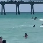 Mar da Flórida bate recorde de calor com temperatura de hidromassagem