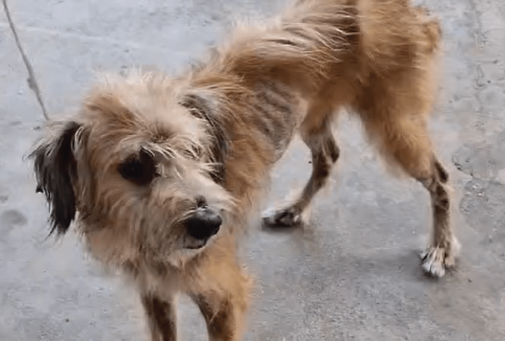 Homem que mantinha cachorro preso o dia inteiro é preso acusado de maus-tratos no Amazonas