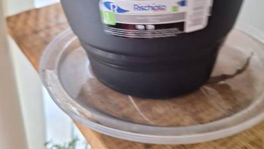 Pratinho de planta com água parada