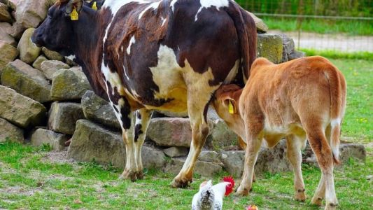 Preço da carne bovina segue em oscilação