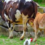 Frango segura o boi com ajuda do porco