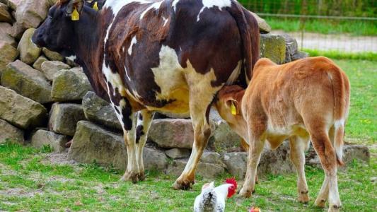 Preço da carne bovina segue em oscilação