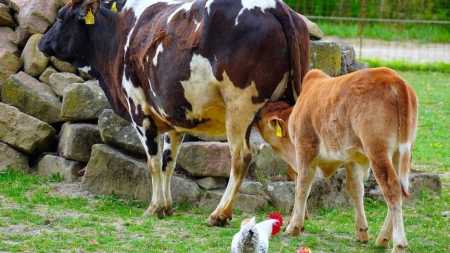 Preço da carne bovina segue em oscilação