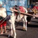 Prefeito sanciona lei que acaba com carroças de tração animal em BH