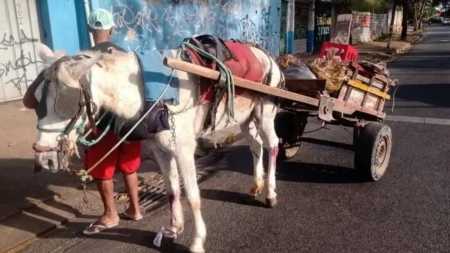 Prefeito de BH sancionou lei que reduz prazo para acabar com a circulação de veículos de tração animal em BH