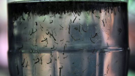 Prefeitura de Belo Horizonte (PBH) registrou aumento nos casos de dengue e chikungunya nos últimos sete dias