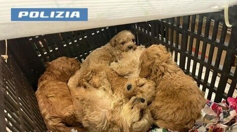 Prefeitura de cidade da Itália dará desconto em imposto a quem adotar cão; entenda
