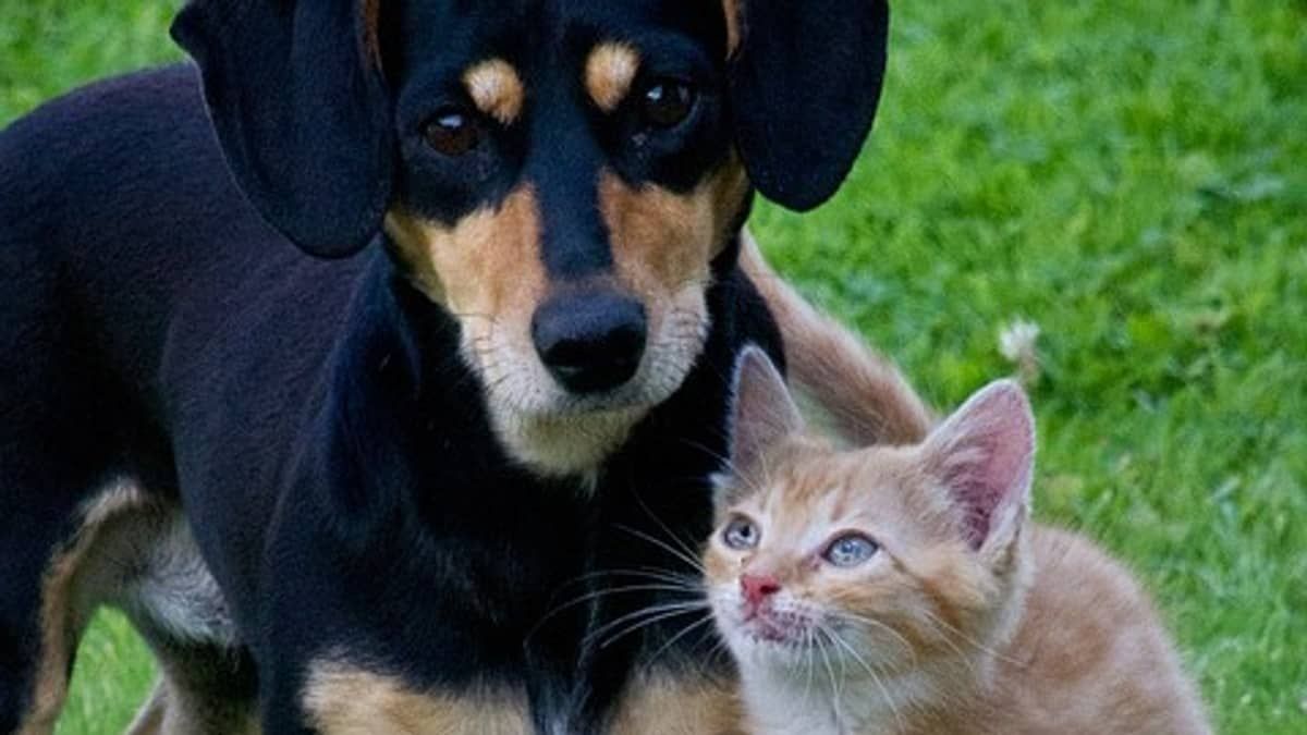 PBH abre agenda para castração gratuita de cães e gatos e vagas esgotam em duas horas