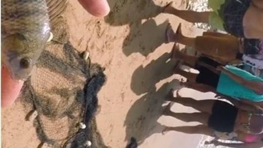 Presença de tilápias em redes de pesca passou a ser comum em praias do Brasil