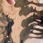 Invasão de tilápias: vídeos mostram cardumes e peixes em redes em praias