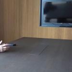 Presidente do Real Madrid se reúne com Vini Jr após ataques racistas