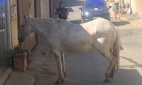 PCMG prende suspeitos de furto de éguas Mangalarga Marchador em Além Paraíba (MG)