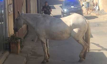 PCMG prende suspeitos de furto de éguas Mangalarga Marchador em Além Paraíba (MG)
