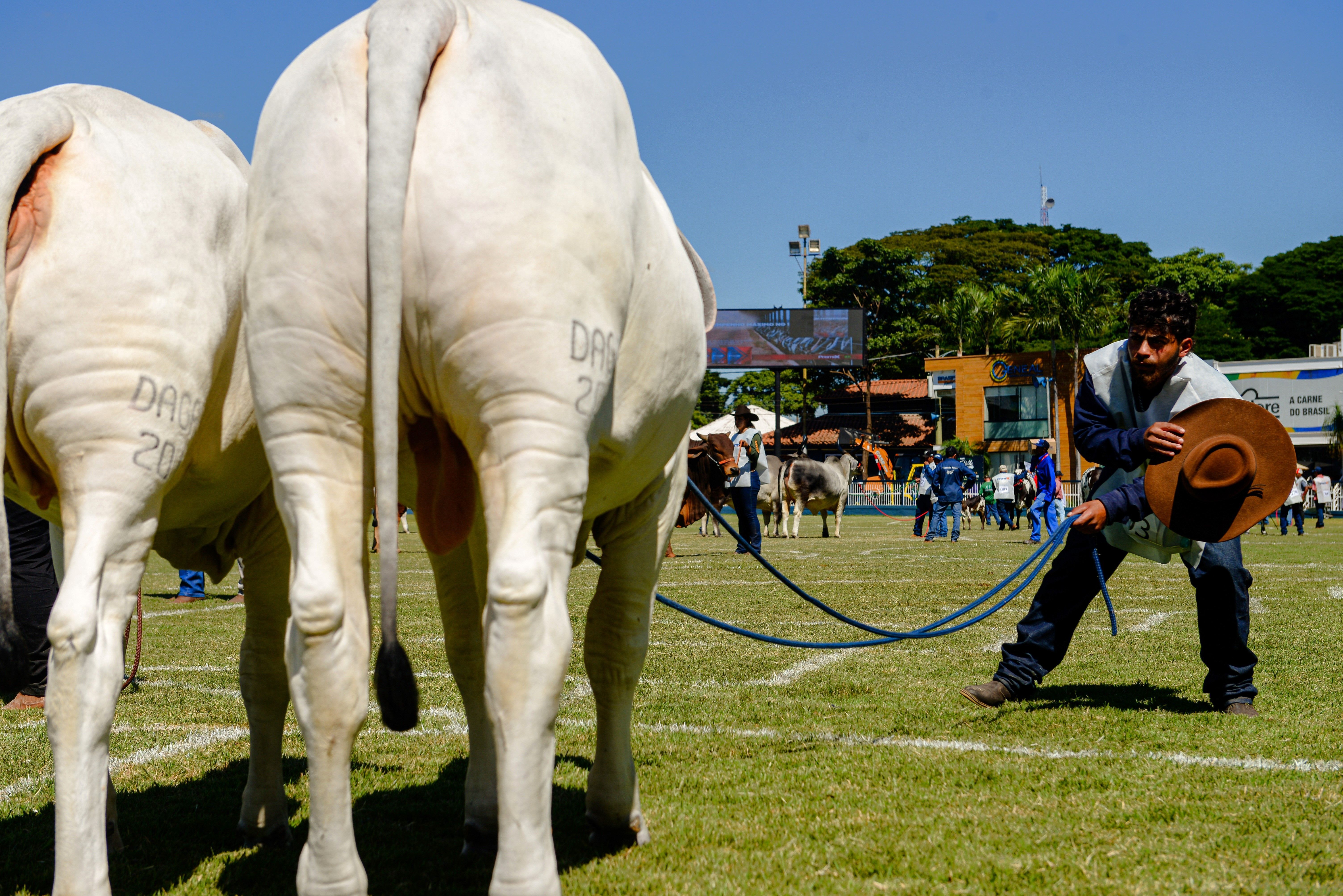 Expozebu reabre pavilhão multiuso para acomodar número surpreendente de animais