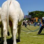 Expozebu reabre pavilhão multiuso para acomodar número surpreendente de animais