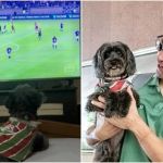 Cachorrinha torcedora do Fluminense celebra vitória sobre o Cruzeiro; assista