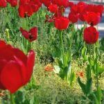 Primavera aquece o mercado de flores e produtores comemoram