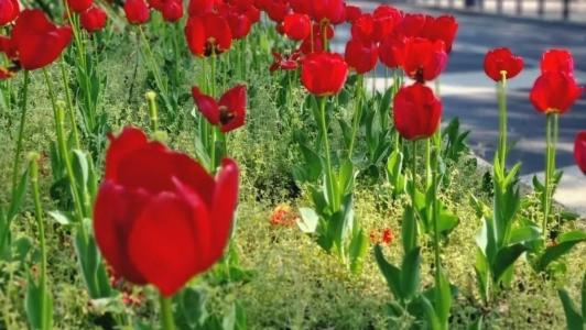 Primavera começa hoje, oficialmente, às 22h04