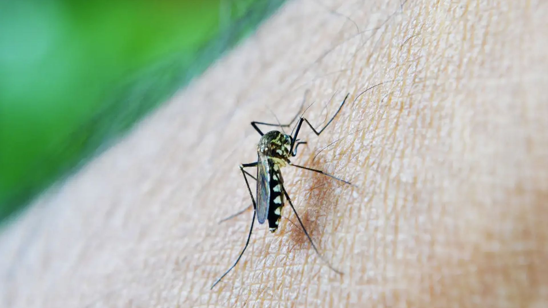 Vacina de dose única do Butantan é forte aliada no combate contra a dengue no Brasil