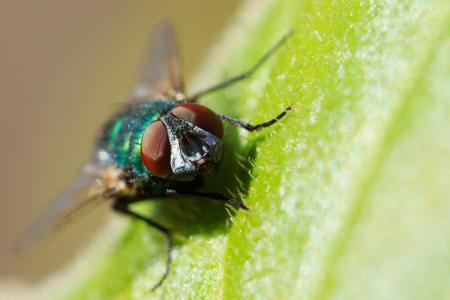 Primeiro caso de infecção humana por mosca carnívora é confirmada nos EUA