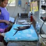 Saiba como castrar cães e gatos de graça em Belo Horizonte