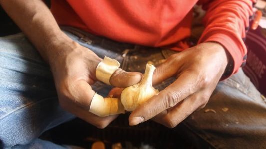 Produção de alho em São Gotardo: a cada hectare de alho plantado, tem-se de três a quatro pessoas trabalhando