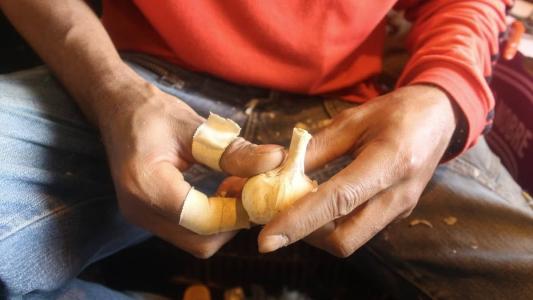 Produção de alho em São Gotardo: a cada hectare de alho plantado, tem-se de três a quatro pessoas trabalhando