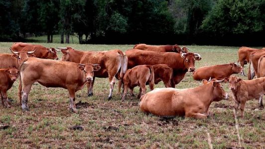Produção de alimentos foi responsável por 73,7% dos gases poluentes no Brasil em 2021.