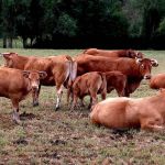 Brasil tem mais bois e frangos do que gente, diz pesquisa do IBGE  