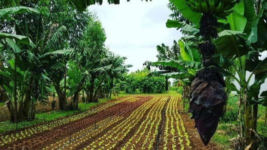 Produção de alimentos orgânicos na Fazenda Vista Alegre, em MG