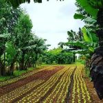 Mapa quer incentivar consumo de produtos orgânicos; saiba por quê