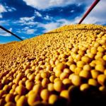 Commodities agrícolas: você conhece o mercado futuro?