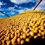 Commodities agrícolas: você conhece o mercado futuro?