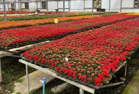 Flores mais procuradas são as mais resistentes ao clima e que necessitam de menos água