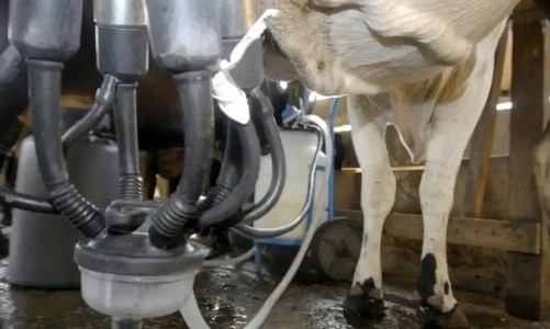 Vaca é estimulada a produzir leite