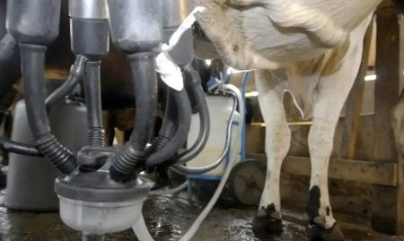 Vaca é estimulada a produzir leite