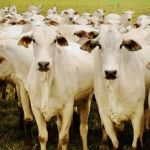 Você sabe o que fazer para ter comida para o gado, durante na seca? Veja dicas da Epamig