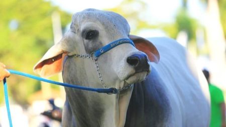 Produtor deve ficar de olho nas boas promoções oferecidas pelos leilões de fim de ano