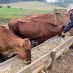 Produtores de leite se reúnem, novamente, em Brasília para pedir o fim das importações