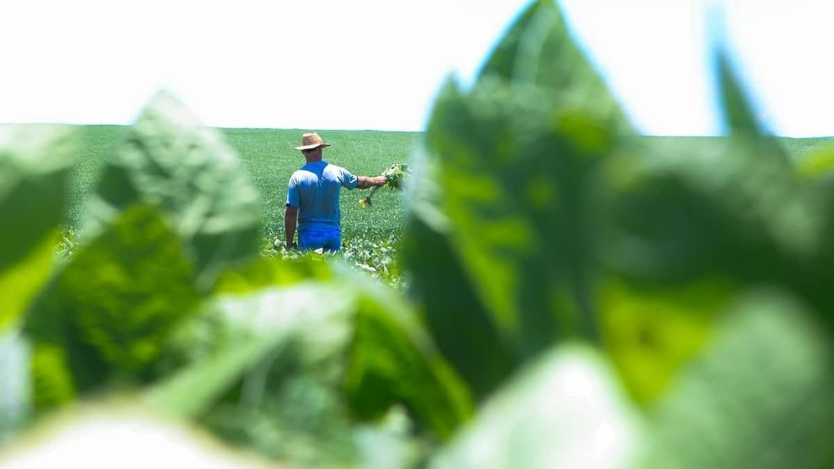 Agricultura de baixo carbono irá nortear diretrizes do Plano Safra 2023/2024