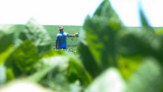Produtores que aderirem a práticas sustentáveis terão mais benefícios no Plano Safra